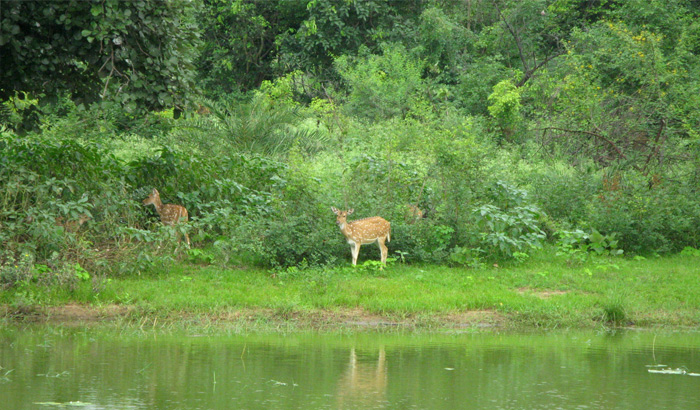 Van Vihar National Park Manali