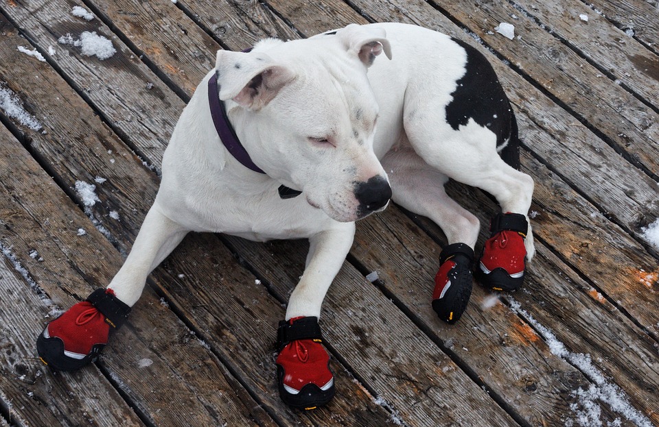 Dog Shoes